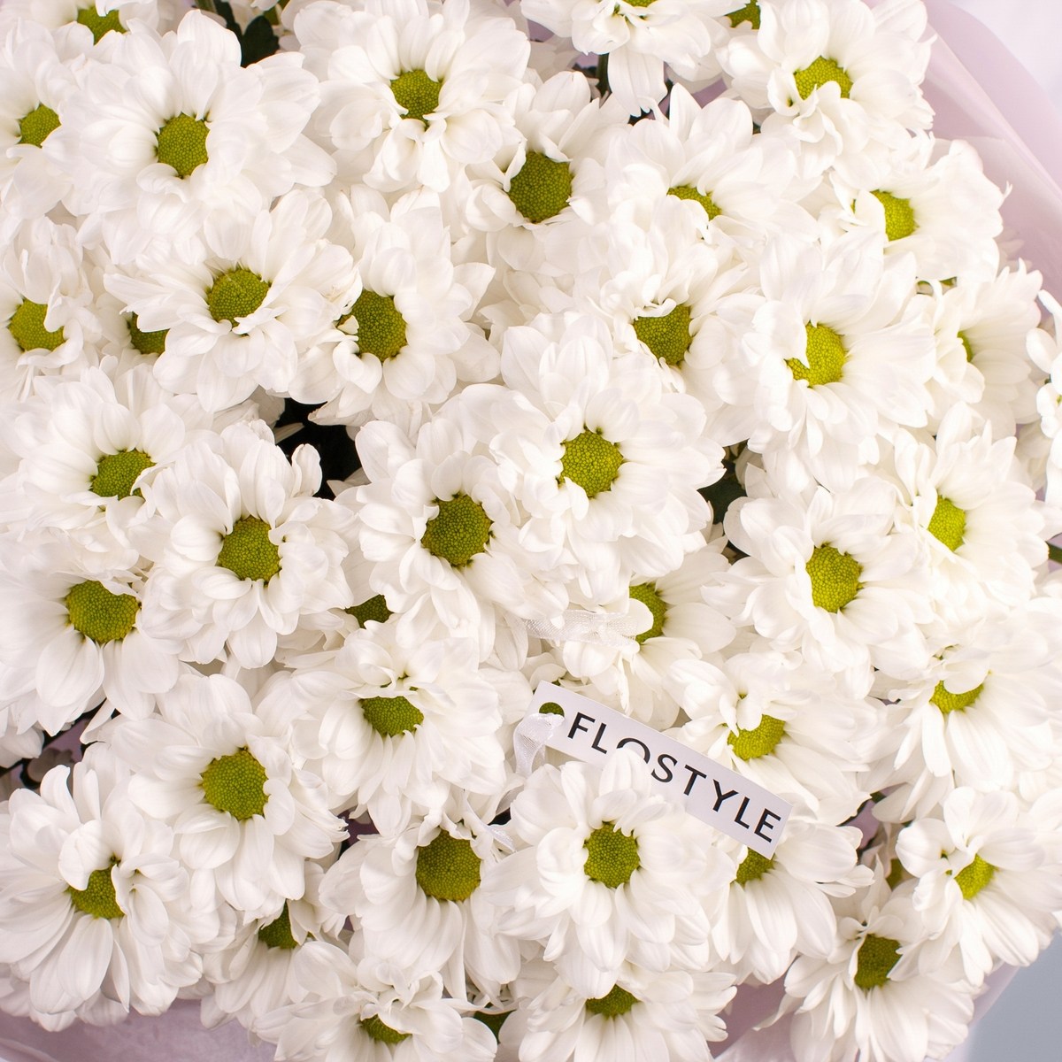 hrizantema romashka 7